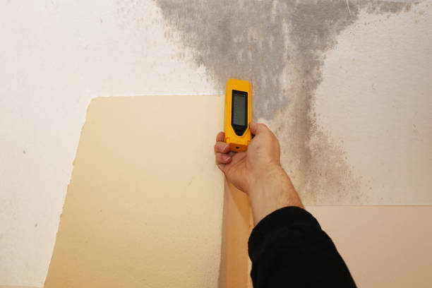 Best Crawl Space Mold Remediation  in San Juan Pistrano, CA