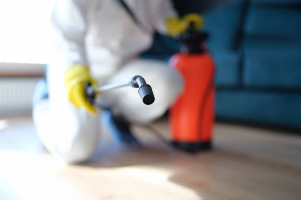 Best Emergency Mold Remediation  in San Juan Pistrano, CA