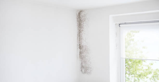 Best Dehumidification Services  in San Juan Pistrano, CA