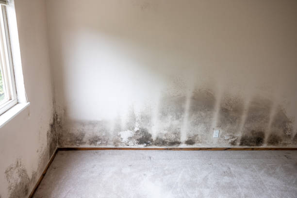 Forensic Mold Investigation in San Juan Capistrano, CA