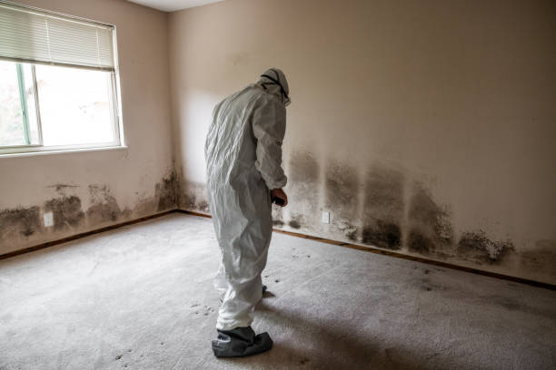 Best Mold Damage Restoration  in San Juan Pistrano, CA